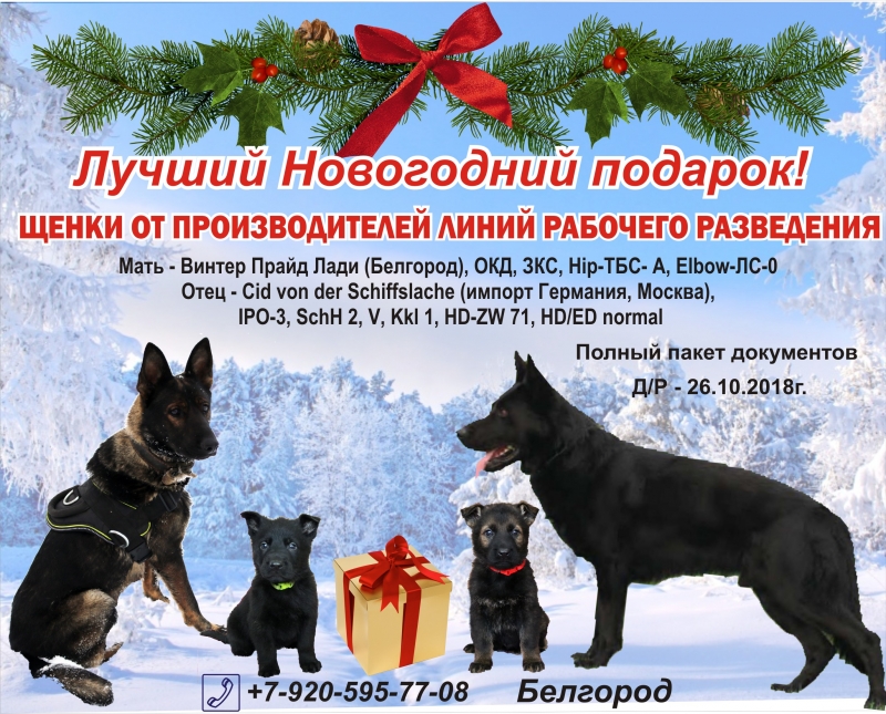 Щенки немецкой овчарки рабочего разведения