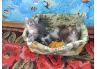 Лучшие котята породы Мей кун из питомника
