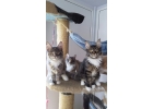 Лучшие котята породы Мейн-кун из питомника