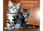 Британские клубные котята вискас из питомника